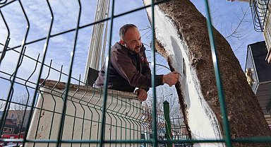 Uşak'ta 100 yıllık çınar ağacı bakımdan geçti