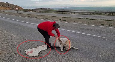 Vicdansızlığın böylesi: Torba içine koyulan köpek ölüme terk edildi