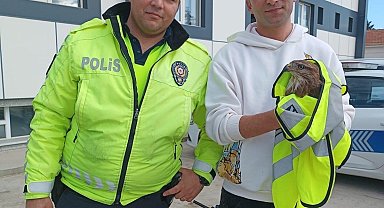 Yaralı atmaca tedavi altına alındı