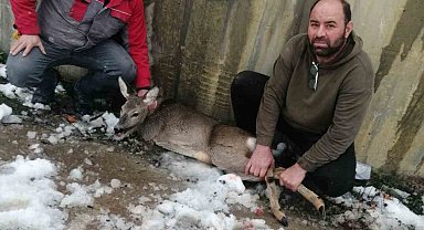 Yaralı halde bulunan karaca koruma altına alındı