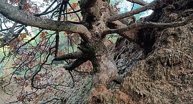 Yaşlı meşe ağacı ilgi odağı oldu