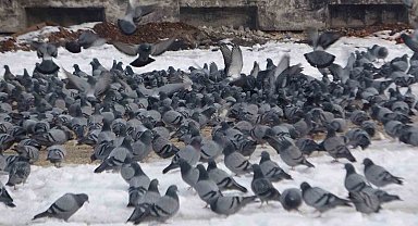 Yem kapmak için birbiriyle yarışan güvercinler görsel şölen oluşturdu