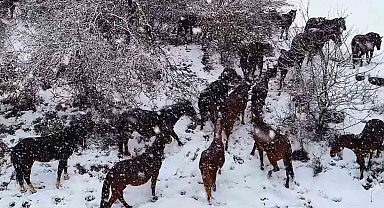 Yılkı atlarının sürü halinde karlar içinde dolaşması güzel ve muhteşem görüntüler ortaya çıkardı