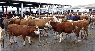 Yozgat'ta canlı hayvan pazarları tedbir amaçlı kapatılacak