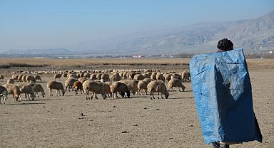 Zemheri ayında güneşli hava, küçükbaş hayvanları yeniden meralara çıkardı