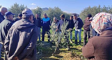 Zeytin budamayı uygulamalı öğrendiler