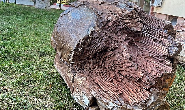 10 - 16 milyon yaşında ağaç fosili bulundu