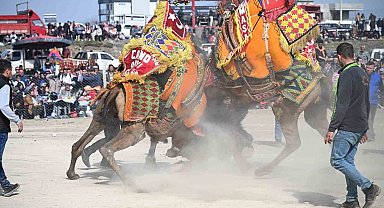 10. Salihli Deve Güreşleri Festivali yapıldı