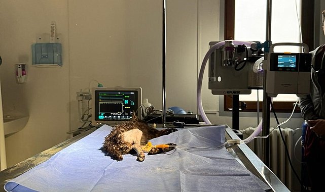 2 aylık kedi başarılı operasyonla hayata tutundu
