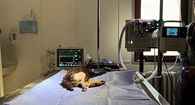 2 aylık kedi başarılı operasyonla hayata tutundu