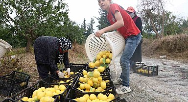 200 bin ton rekolte beklenen limonda çiftçiye önemli destek