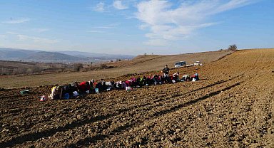 'Beyaz altın' Taşköprü sarımsağı toprakla buluşuyor