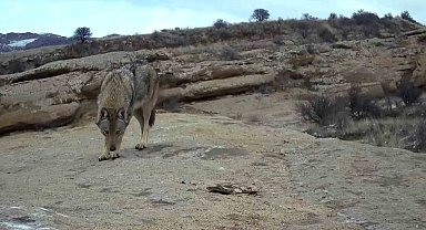 'Canavar'ın görüntüsü foto kapana yansıdı
