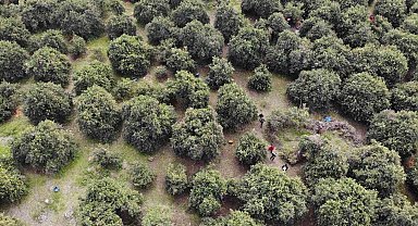 46 şehirden gelen 200 gönüllü enkaz kentte narenciye hasadında