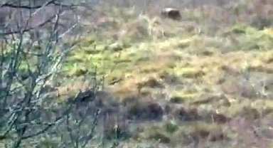 Aç kalan ayı fındık bahçesinde görüntülendi