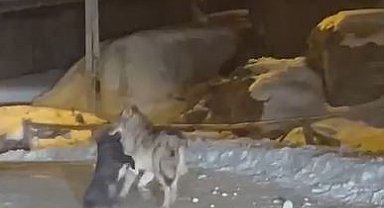 Aç kalan kurt, köpeği sürükleyerek götürdü