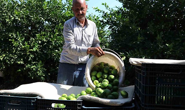 Adanalı çiftçiler yeşillenme hastalığına karşı teyakkuzda