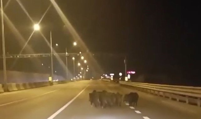 Anayola çıkan domuzlar, sürücülere zor anlar yaşattı