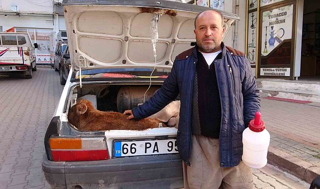 Arabasının bagajında veterinere götürdüğü buzağısının tedavisi bitene kadar başından ayrılmadı