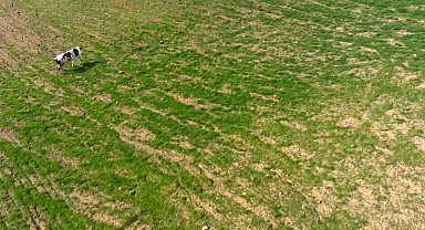 Arazisine giren ineği dronla böyle kovaladı