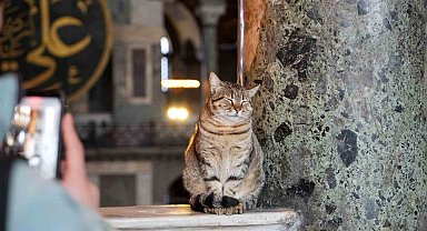 Ayasofya Camii'nin ziyaret katına giren ilk kedi turistlerin yeni Gli'si oldu