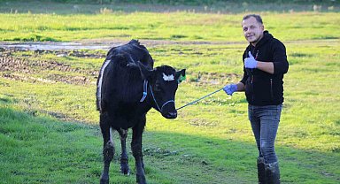 Aydın'da yürütülen 'Dişi sperma' projesi hayvancılığa can veriyor