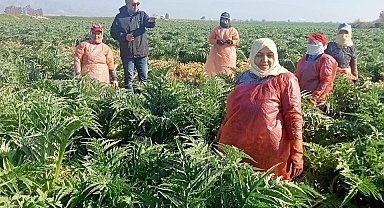 Aydın'ın sembol ürünü enginarların gelişimi kontrol edildi