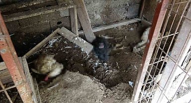 Başıboş kurt köpekleri kümesteki tavukları telef etti