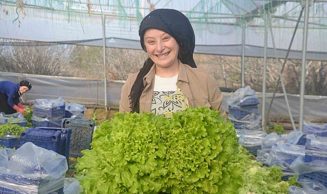 Bilecik'te 45 milyon adet marul hasadı yapılıyor