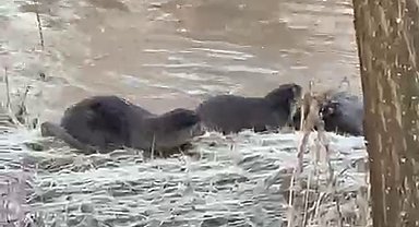 Biri bile görülemezken üçü bir arada görüntülendi