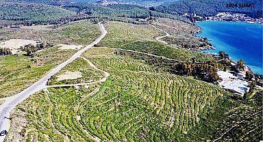 Bodrum Güvercinlik 3 yılda yeşerdi