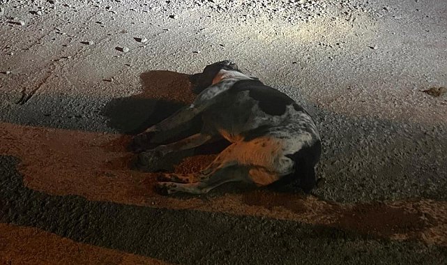 Bodrum'da kedi ve köpekler zehirlendi