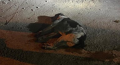 Bodrum'da kedi ve köpekler zehirlendi