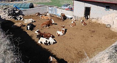Boğanın saldırdığı oğlunu kurtaran ancak kendi kurtulamayan yaşlı adam toprağa verildi