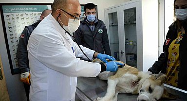 Boynunu jiletli telin kestiği köpek sağlığına kavuştu