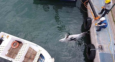 Boyu 2,5 metre: Mersin'de yunus balığı ölü olarak bulundu