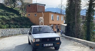 Bu köpeğin en büyük tutkusu kamyonetin tavanında yolculuk etmek
