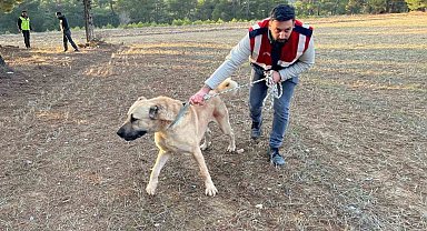 Burdur'da köpek dövüşü yaptıranlara yönelik operasyon görüntüleri ortaya çıktı