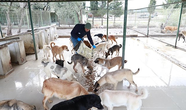 Burhaniye Belediyesi can dostlarına gözü gibi bakıyor
