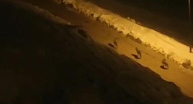 Çatak'ta kurt sürüsü görüldü
