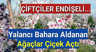 Çiftçiler Endişeli Yalancı Bahara Aldanan Ağaçlar Çiçek Açtı