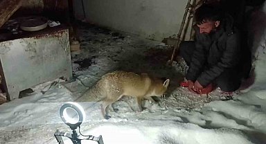 Dağların Oğlu'nun tilki ile dostluğu gülümsetiyor