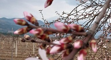 Denizli'de Şubat ayında ağaçlar çiçek açtı