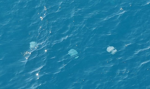 Dev denizanalarının sürü halindeki geçişleri dron ile görüntülendi