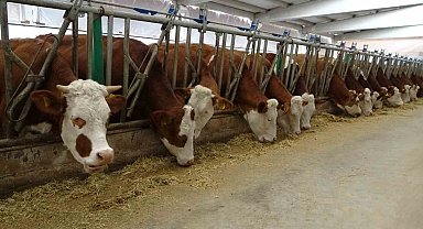 Devlet desteğiyle kurduğu tesiste günlük 700 litre süt üretiyor