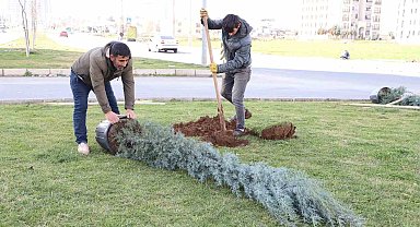 Diyarbakır'da ağaçlandırma çalışması