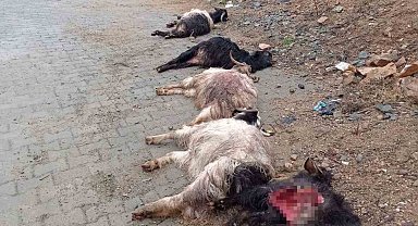 Diyarbakır'da sokak köpekleri 15 keçiyi telef etti