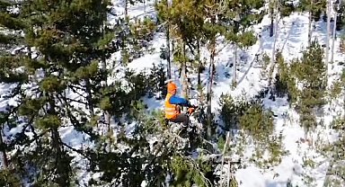 Emet'te ormanın sincapları iş başında