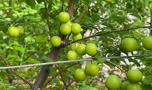Eriğin ilk hasadını yaptılar...Fiyatı altınla yarışıyor
