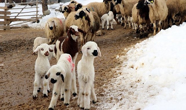 Erzincan'da besicilerin 'kuzu' mesaisi